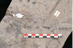 Foto (Detailansicht) von Caulinites otagoicus Ettingshausen (NHMW-GEO-2024-0188-10162a)